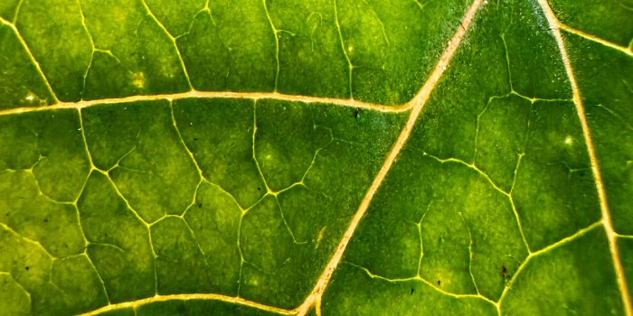 1280x2770 Leaf | Macro - Wallpapers Central