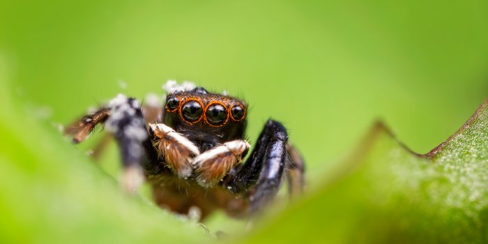 1600x1066 How to Take Amazing Spider Macro Photos - Nature TTL