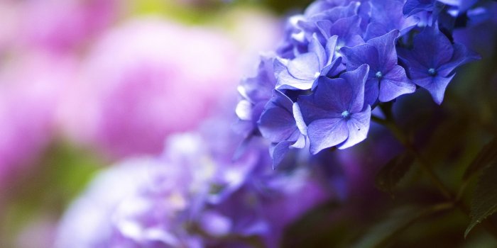 2560x1440 Wallpaper Beautiful flowers, 5k, 4k wallpaper, blue, spring, macro, Nature  #11603