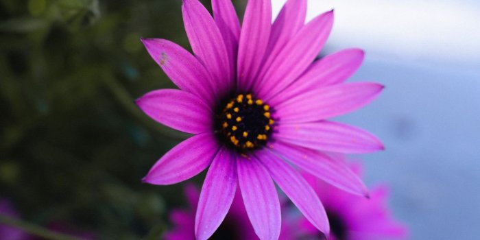 1350x2400 Download wallpaper 1350x2400 daisy, flowers, purple, plant, macro iphone  8+/7+/6s+/6+ for parallax hd background