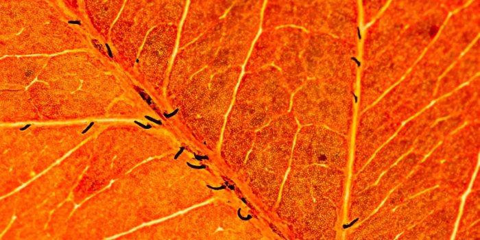1080x2340 Orange Leaf Wallpaper 4K, Macro, Closeup, Pattern, Texture