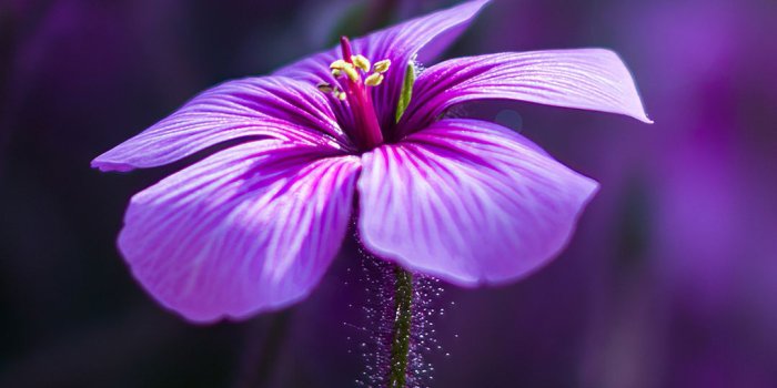 1080x1920 Pin on Black hd wallpaper