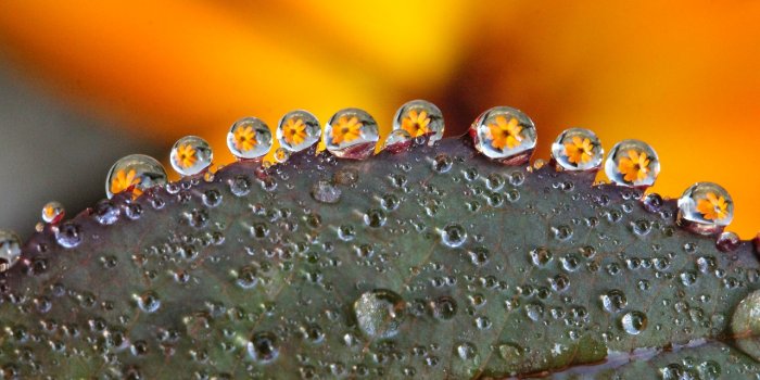 1280x853 Knowing the Difference Between Macro, Micro, and Close-Up Photography -  MyCanvas
