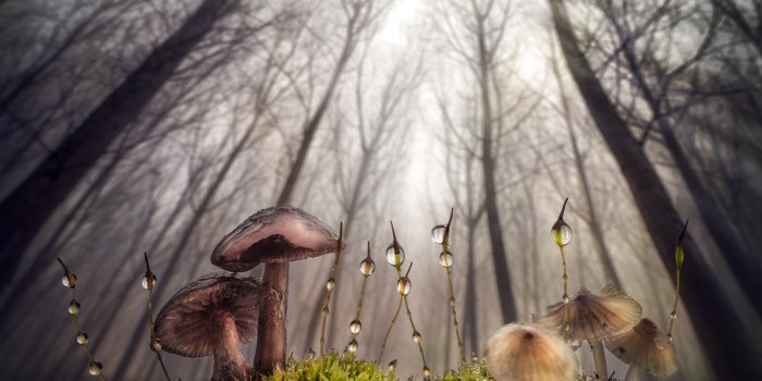 1600x1068 Top 20 Macro Photos on 500px So Far This Year - 500px