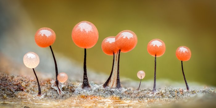1600x1200 Macro Photos by Barry Webb Highlight the Spectacular Diversity of Slime  Molds — Colossal