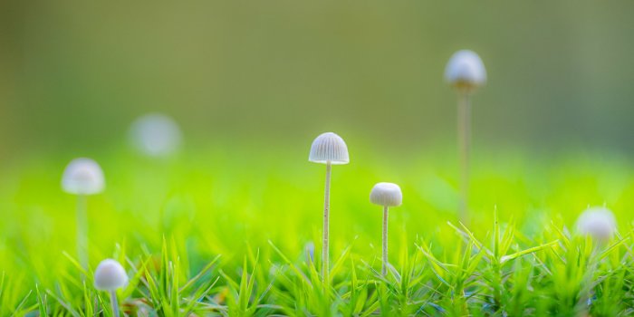 1280x854 10 Tips and Inspiration for Photographing Mushrooms | Fstoppers