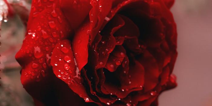 1000x1389 Rose Wallpapers: Free HD Download [500+ HQ] | Unsplash
