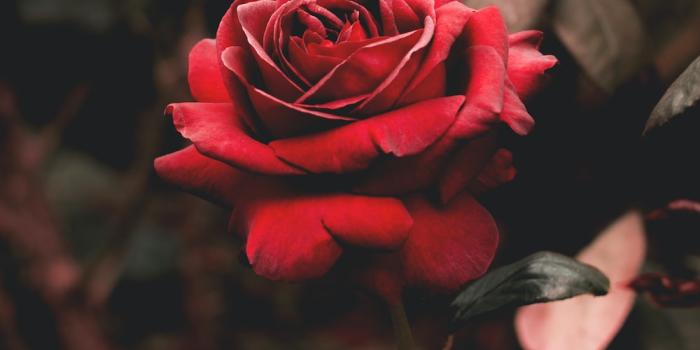 1000x1450 Rose Wallpapers: Free HD Download [500+ HQ] | Unsplash