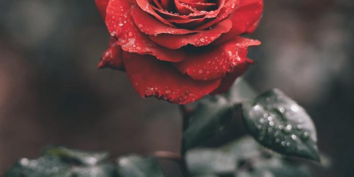 1000x1250 Rose Wallpapers: Free HD Download [500+ HQ] | Unsplash