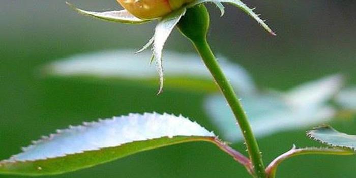 1080x1920 Free Rose Flower Photos and Wallpapers for Smartphones and Desktop  Backgrounds - Allpicts | Rose flower photos, Red roses wallpaper, Rose  flower wallpaper