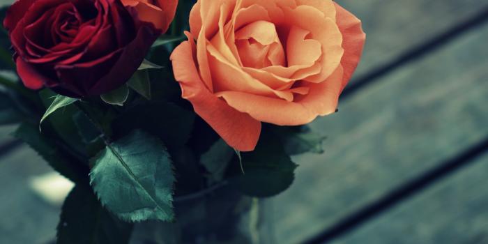 3776x5691 Roses Wallpaper Photos, Download The BEST Free Roses Wallpaper Stock Photos  & HD Images