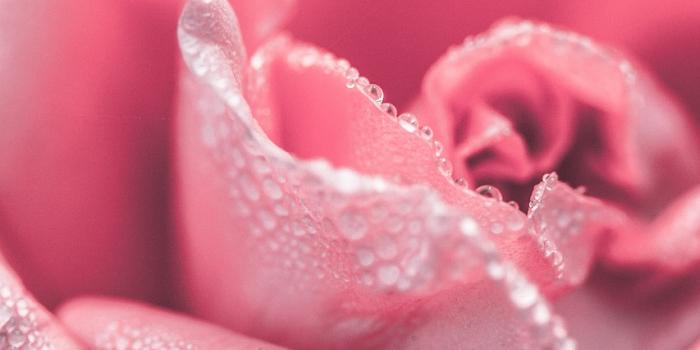 853x1280 20,000 Beautiful Free Rose Wallpapers [HD] - Pixabay