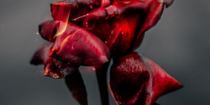 1080x1900 Top 10 Best Red Rose Flower iPhone Wallpapers [ HQ ]