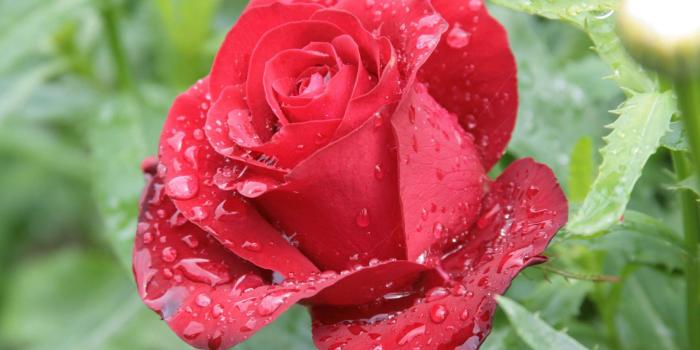 1920x1080 700+] Rose Wallpapers | Wallpapers.com