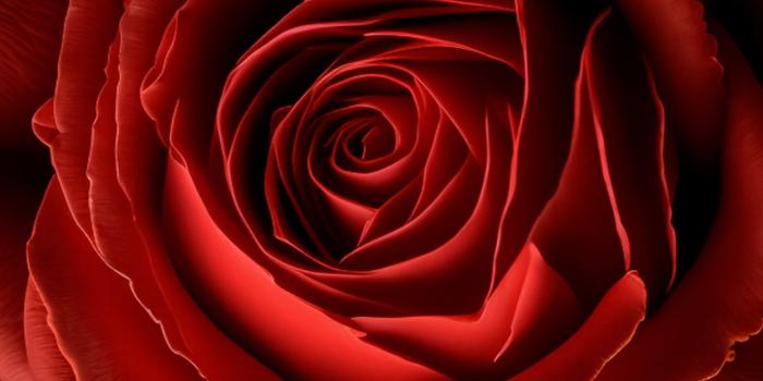 1242x2208 Red Rose Wallpaper 4K, Red flower, Black background, 8K