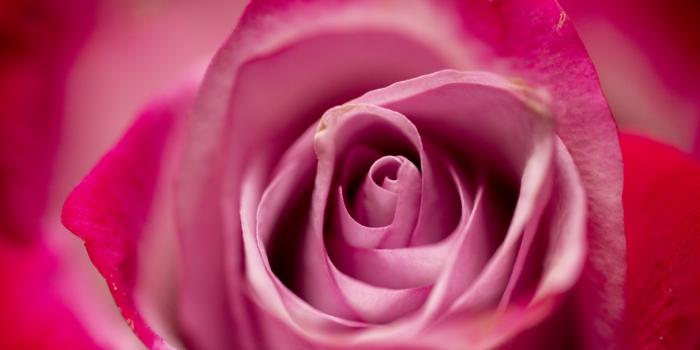 1920x1280 Get the most bang for your buck when choosing fresh flowers - AgriLife Today