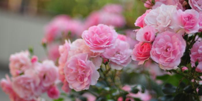 3024x1956 40+ Rose Bush HD Wallpapers and Backgrounds