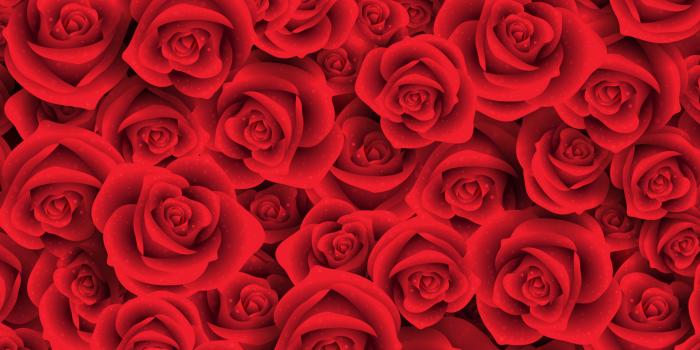 2048x2732 Fresh rose flowers Wallpapers Download | MobCup
