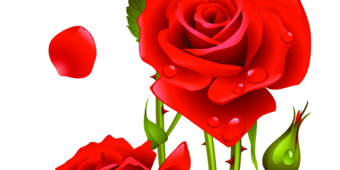 1000x1969 Red Roses Vector, Kyrmyzy gul png resimler, png kyrmyzy gul - Clip Art  Library | Rose flower wallpaper, Red roses wallpaper, Beautiful flowers  pictures