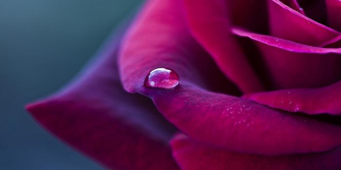 1920x1080 Roses Flowers HD Wallpapers Free Download