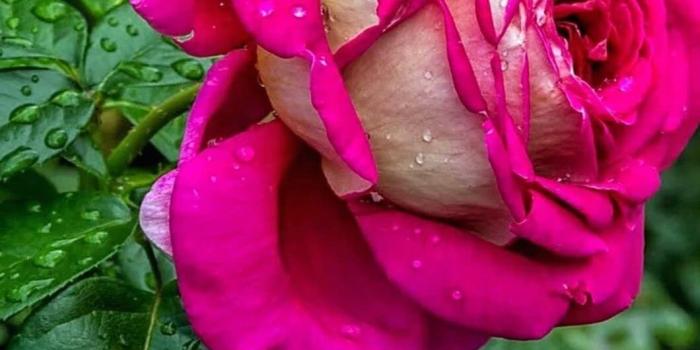 1060x1414 Over 999 Beautiful Rose Flower Images in Stunning 4K Resolution