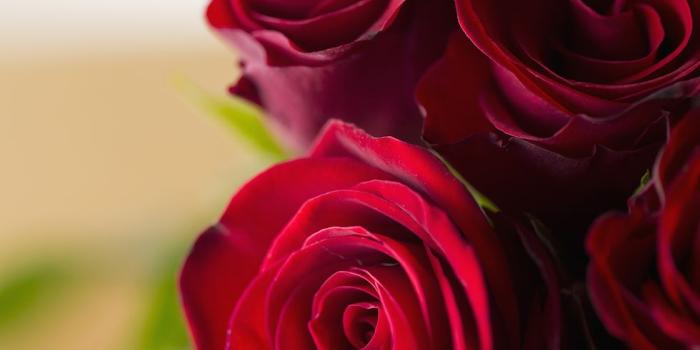 980x981 75 Romantic Flower Meanings - Surprising Flower Meanings