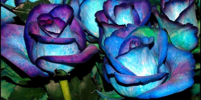1440x810 Wallpapers For Gt Blue Rose Flower Wallpaper Hd Pretty Blue Flower  Wallpaper Wallpapers For Iphone Android Tumblr Phone Walls Facebook Hd  Bedrooms Ipad Pretty Flower Wallpapers | Partage d'images françaises