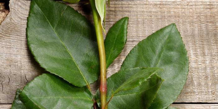 2160x3840 Wallpaper rose, flower, 5k, Nature #16781