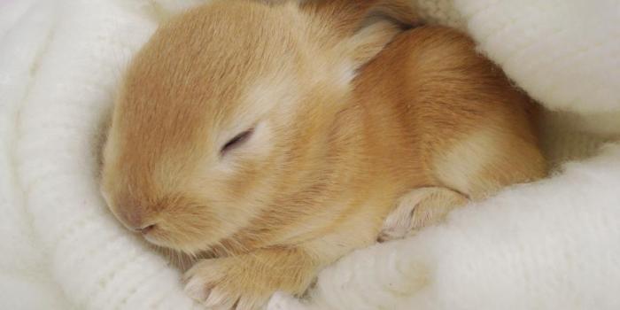 1024x768 Pictures Of Baby Bunnies Hd 1080P 12 HD Wallpapers - Brambley Hedge Rabbit  Rescue