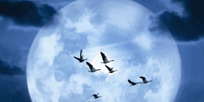 1440x2960 Moon at midnight Wallpaper Download | MobCup