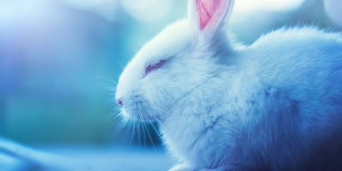 1920x1200 200+] Bunny Wallpapers | Wallpapers.com