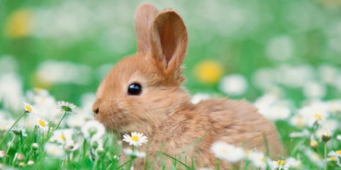 1200x675 15 Bunny Photos That'll Convince You to Adopt One