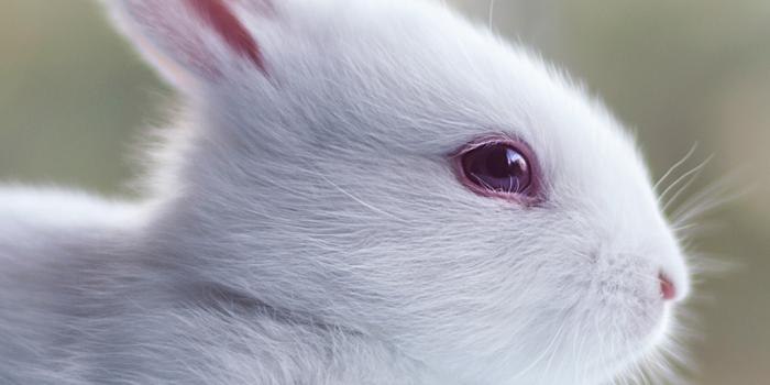 1080x1920 Bunny iPhone 7 Plus Wallpaper​ | Gallery Yopriceville - High-Quality Free  Images and Transparent PNG Clipart