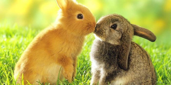 1920x1200 Download Photo Two adorable bunnies share a springtime kiss. Wallpaper |  Wallpapers.com