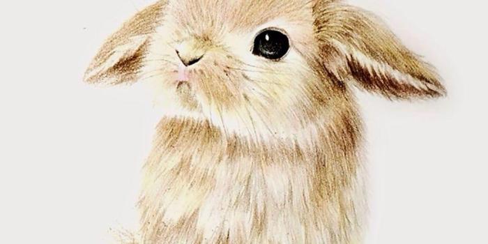 1080x1920 Cute Kawaii Bunny Wallpapers