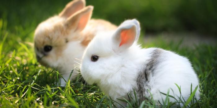 3840x2160 Cute Bunnies 4K Wallpapers | Wallpapers HD