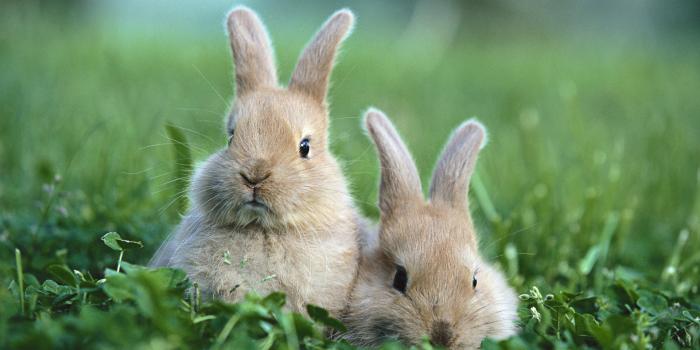 1920x1200 Rabbits in the Grass