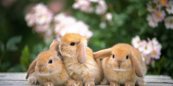 1680x1050 Funny Rabbits Wallpapers