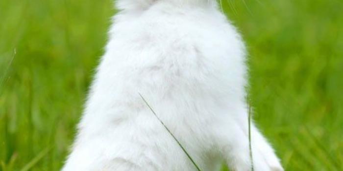 1080x1920 Rabbit Wallpapers - Top 35 Best Rabbit Backgrounds Download