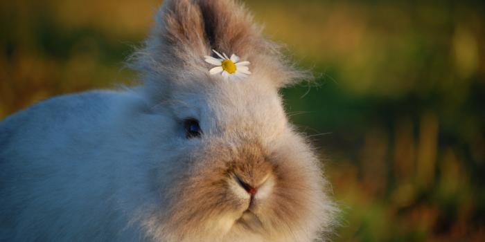 3008x2000 Bunnies Photos, Download The BEST Free Bunnies Stock Photos & HD Images