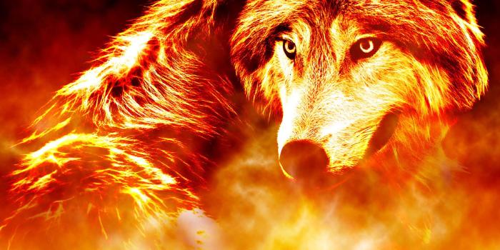 1920x1920 Download A Wolf In Flames With A Fire Background Wallpaper | Wallpapers.com