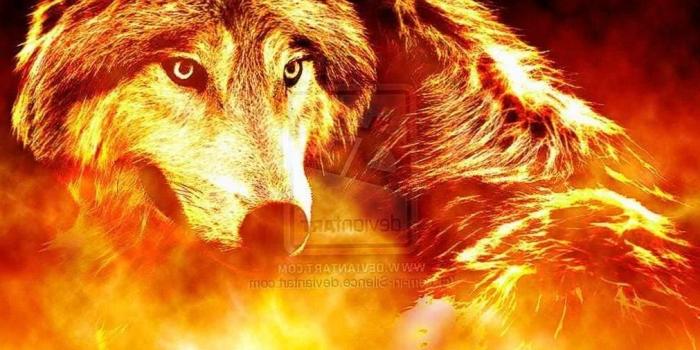 1011x999 Red Fire Wolf Wallpapers