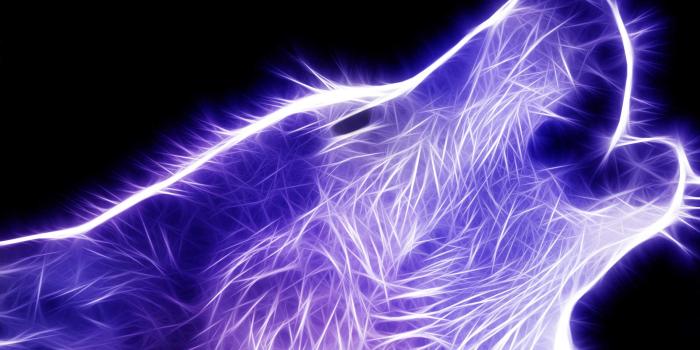 1920x1200 Wolf Wallpapers | Best Wallpapers