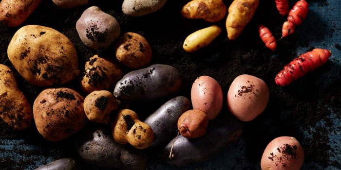 1280x720 How to grow: Potato | SBS Food