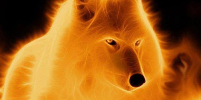 1600x1200 Free download Others Fire Wolf Free high quality background pictures  [1600x1200] for your Desktop, Mobile & Tablet | Explore 48+ Fire Wolf  Wallpaper | Wolf Wallpapers, Fire Backgrounds, Wolf Backgrounds