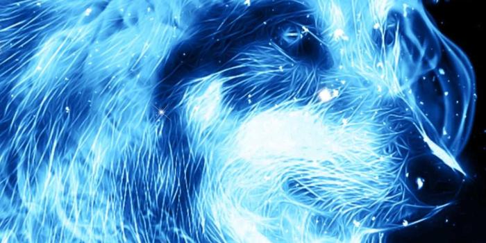 1353x2362 Fire Blue Wolf Wallpaper - Wallpaper Sun