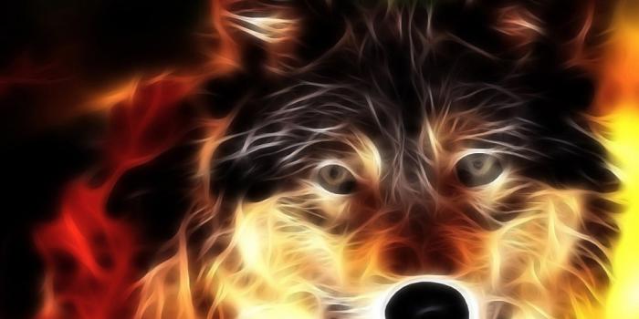 1024x768 Beautiful wolf - boytoy_84 Wallpaper (37139311) - Fanpop