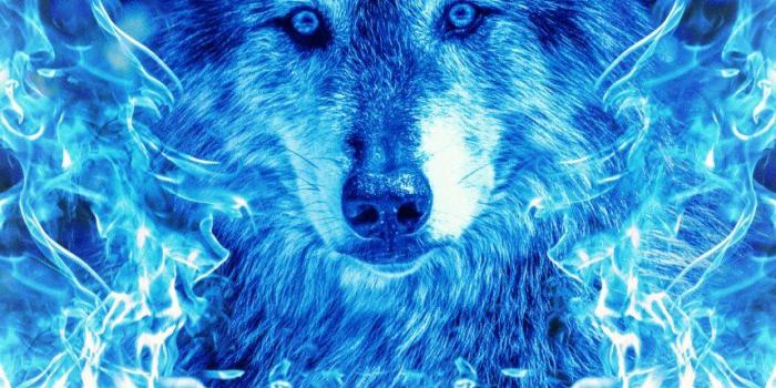 857x1200 Blue Fire Wolf' Poster by Cornel Vlad | Displate | Wolf poster, Wolf  pictures, Wolf howling at moon