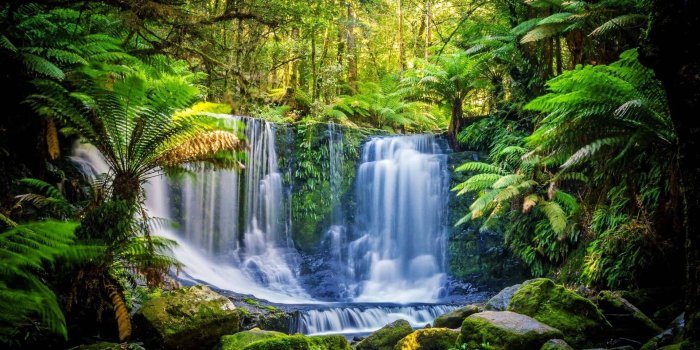 1920x1080 100+] Rainforest Wallpapers | Wallpapers.com