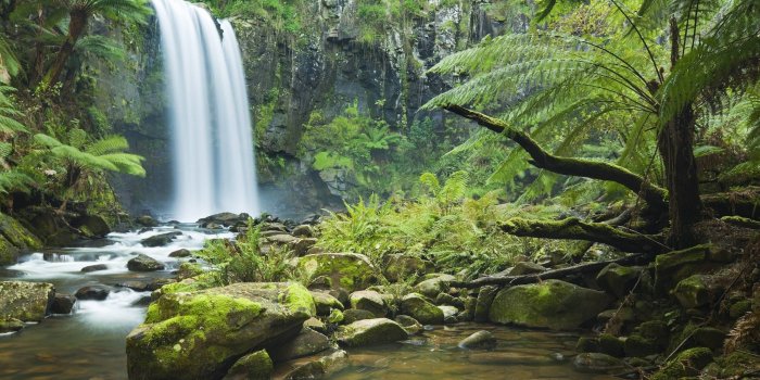 2560x1600 Rainforest Wallpapers - Full HD wallpaper search | Waterfall wallpaper,  Forest waterfall, Daintree rainforest